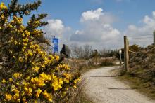 eden to Bugle trail showing gorse 